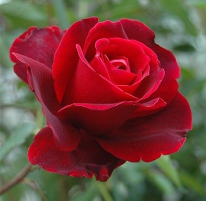 Don Juan           futó illatos       150-300cm